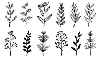 Flowers and herbs vector set. Hand-drawn doodles isolated on white background. Field plants, branches with leaves, grass with inflorescences and berries. Collection of botanical sketches.