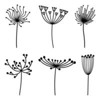 Wild flowers with inflorescences vector set. Hand-drawn elements isolated on white background. Botanical sketch. Collection of field plants with umbellate inflorescences and round seeds.