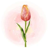 Tulips watercolor clipart illustration with pink background. vector