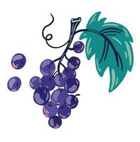 Bunch of grapes. Fresh fruit with leaves on white background. Healthy food. Vector cartoon illustration