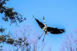 gray heron landing on a tree photo