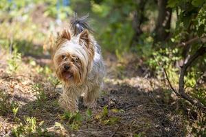 Portrait of a Little Yorkshire Terrier posing an grass. Yorkie Dog. photo