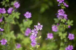Macro of fresh spring purple wild flower head isolated on blurry background