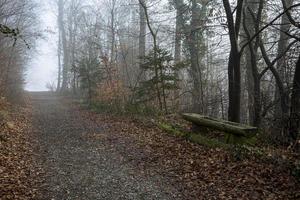 A curvy road at a cloudy day going through a forest. photo