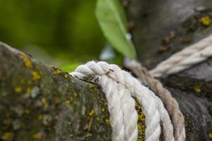 Closeup of red tree ants on a rope against an out of focus background on a tree branch. photo