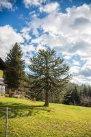 Monkey puzzle tree - araucaria araucana beautiful lit by the afternoon sun. photo