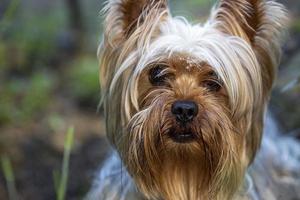 Portrait of a Little Yorkshire Terrier posing an grass. Yorkie Dog. photo