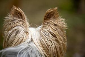 Back view of the back of the head of a Yorkshire Terrier dog looking far away. photo