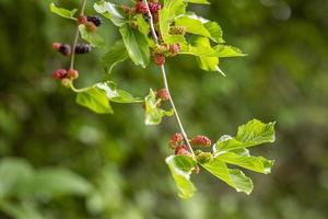 Close up on fresh mulberry on the tree branch. photo