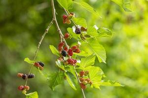 Close up on fresh mulberry on the tree branch. photo