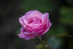 Pink rose after the rain over natural background. photo