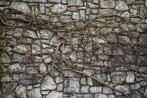 Old stone wall over grown with dried Ivy in Graz, Austria. photo