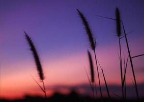 the beautiful of grass flower in the evening photo