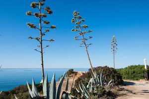 Agave americana, century plant or maguey. Succulent plant from America widely found near the sea in Algarve, Portugal photo