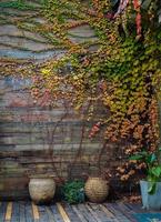 Yellow green  ivy climbing on wood fence. Creeper plant on on wooden wall of house. Ivy vine growing on wood panel. Vintage background. Outdoor garden. Natural leaves covered on wood panel. photo