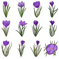 Set of lilac crocuses with green leaves.The first Spring flowers.Vector illustration vector