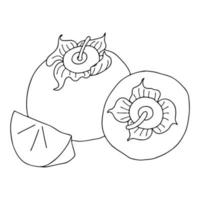 Persimmon outline drawing.Black and white image of a fruit in the Doodle style.Whole and sliced fruit.Coloring.Vector image vector