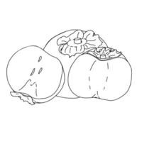 Persimmon outline drawing.Black and white image of a fruit in the Doodle style.Whole and sliced fruit.Coloring.Vector image vector