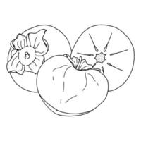 dibujo de contorno de caqui.imagen en blanco y negro de una fruta en estilo garabato.fruta entera y en rodajas.coloración.imagen vectorial vector