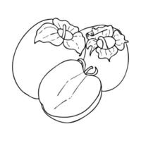 Persimmon outline drawing.Black and white image of a fruit in the Doodle style.Whole and sliced fruit.Coloring.Vector image vector