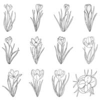 A set of manual contour crocuses.Black and white image.The first Spring flowers.Vector illustration vector