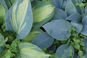 un patrón de las grandes hojas azules y verdes de la planta hosta con pequeños brotes en el jardín al aire libre foto