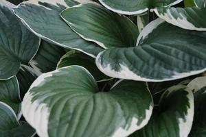 hermosa planta ornamental de hosta deja primer plano, fondo de vegetación foto