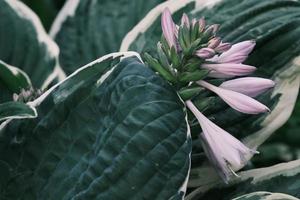 grandes hojas verdes de la planta hosta con flores moradas se cierran en el jardín de verano al aire libre foto