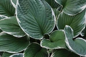 Primer plano de grandes hojas de plantas hosta con textura y patrón en el jardín al aire libre foto