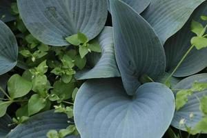 patrón de hojas grandes de planta hosta decorativa con pequeños brotes verdes en el jardín de verano foto