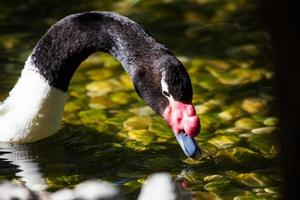 Black-necked swan. Bird and birds. Water world and fauna. Wildlife and zoology. photo