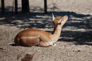 Blackbuck and indian antelope. Mammal and mammals. Land world and fauna. Wildlife and zoology. photo