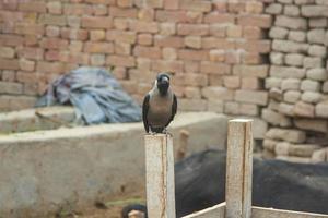 Portrait View of house Crow sitting on Wall. House Crows against blurry background. Indian house Crow. With selective focus on the subject. photo