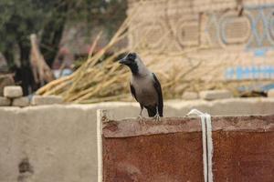 Portrait View of house Crow sitting on Wall. House Crows against blurry background. Indian house Crow. With selective focus on the subject. photo