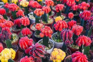 maceta de cactus de color rosa rojo en el jardín de plantas de vivero de la granja de cactus natural, pequeño cactus fresco que crece en una maceta de flores en el interior, cactus gymnocalycium