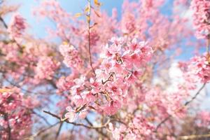 Wild Himalayan Cherry Blossom on tree, beautiful pink sakura flower at winter landscape tree with blue sky photo