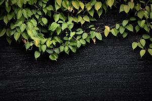 green leaves on wall vines natural green plant leaf texture on dark background photo