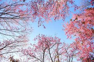 Wild Himalayan Cherry Blossom, beautiful pink sakura flower at winter landscape tree view from bottom up with blue sky photo