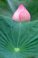 Pink Lotus flower beautiful lotus photo