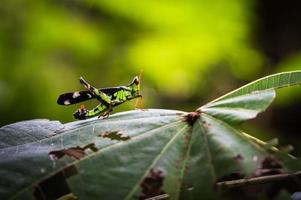 Macro grasshopper live on leaves of grass on nature background, selective focus. photo