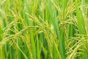 rice sprout ready to growing in the rice field. with selective focus. photo