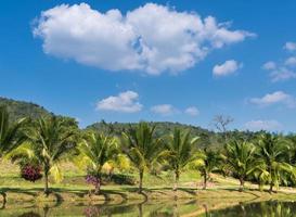 marismas marginales de plantaciones de coco en el cielo azul. foto