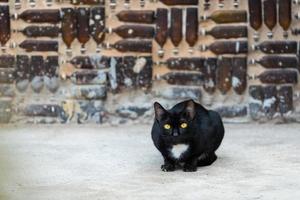 gato negro con ojos amarillos mirando el fondo de la pared de la botella. foto