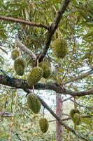 durian en el jardín del país tailandia foto