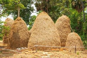 La paja de arroz es parte de lo que queda después de la cosecha, el arroz es útil de muchas maneras y se utiliza como materia prima esencial para la producción de otros productos agrícolas. foto