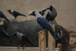 Portrait View of house Crow sitting on Wall. House Crows against blurry background. Indian house Crow. With selective focus on the subject. photo