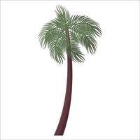 Palm tree on a white background. EPS 10. vector