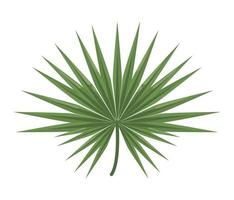 green exotic leave vector