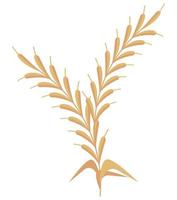 golden wheat spike vector