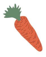 fresh carrot vegetable vector